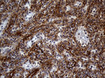 AKAP12 Antibody in Immunohistochemistry (Paraffin) (IHC (P))
