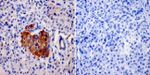 AKAP9 Antibody in Immunohistochemistry (Paraffin) (IHC (P))