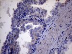 AKIP1 Antibody in Immunohistochemistry (Paraffin) (IHC (P))