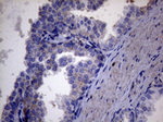 AKIP1 Antibody in Immunohistochemistry (Paraffin) (IHC (P))