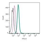 KISS1 Receptor (GPR54) (extracellular) Antibody in Flow Cytometry (Flow)