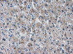 AKR1A1 Antibody in Immunohistochemistry (Paraffin) (IHC (P))