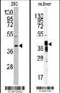 AKR7A2 Antibody in Western Blot (WB)