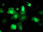 AKT1 Antibody in Immunocytochemistry (ICC/IF)