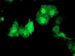 AKT1 Antibody in Immunocytochemistry (ICC/IF)