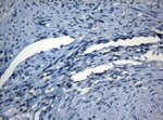 AKT1 Antibody in Immunohistochemistry (Paraffin) (IHC (P))