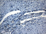 AKT1 Antibody in Immunohistochemistry (Paraffin) (IHC (P))