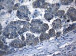 AKT1 Antibody in Immunohistochemistry (Paraffin) (IHC (P))