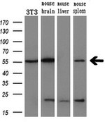 AKT1 Antibody in Western Blot (WB)