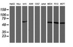 AKT1 Antibody in Western Blot (WB)