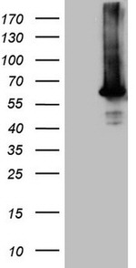 AKT1 Antibody in Western Blot (WB)