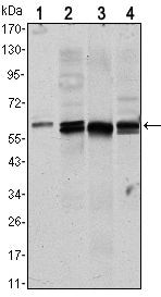 AKT1 Monoclonal Antibody (3A3)