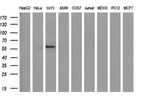 AKT2 Antibody in Western Blot (WB)