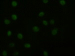 AKT3 Antibody in Immunocytochemistry (ICC/IF)