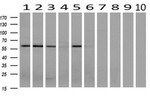 AKT3 Antibody in Western Blot (WB)