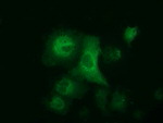 ALDH1L1 Antibody in Immunocytochemistry (ICC/IF)