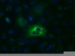 ALDH1L1 Antibody in Immunocytochemistry (ICC/IF)