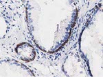 ALDH1L1 Antibody in Immunohistochemistry (Paraffin) (IHC (P))