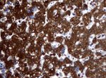 ALDH1L1 Antibody in Immunohistochemistry (Paraffin) (IHC (P))