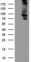 ALDH1L1 Antibody in Western Blot (WB)