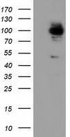 ALDH1L1 Antibody in Western Blot (WB)