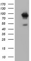 ALDH1L1 Antibody in Western Blot (WB)