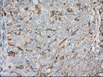 ALDH3A1 Antibody in Immunohistochemistry (Paraffin) (IHC (P))