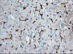 ALDH3A1 Antibody in Immunohistochemistry (Paraffin) (IHC (P))