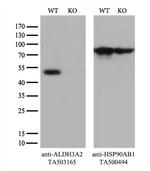 ALDH3A2 Antibody