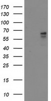 ALDH3A2 Antibody in Western Blot (WB)