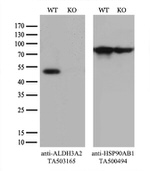 ALDH3A2 Antibody in Western Blot (WB)