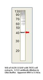 AKR1B1 Antibody in Western Blot (WB)