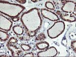 ALG2 Antibody in Immunohistochemistry (Paraffin) (IHC (P))
