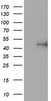 ALG2 Antibody in Western Blot (WB)