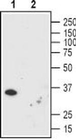 Orai1 (extracellular) Antibody in Western Blot (WB)