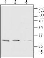 Orai1 (extracellular) Monoclonal Antibody (3F11/D10/B9), Biotin
