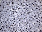 ALOX5 Antibody in Immunohistochemistry (Paraffin) (IHC (P))