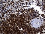 ALOX5 Antibody in Immunohistochemistry (Paraffin) (IHC (P))