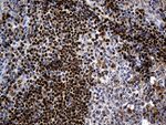ALOX5 Antibody in Immunohistochemistry (Paraffin) (IHC (P))