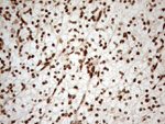 ALOX5 Antibody in Immunohistochemistry (Paraffin) (IHC (P))