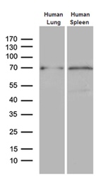 ALOX5 Antibody in Western Blot (WB)