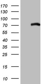 ALOX5 Antibody in Western Blot (WB)