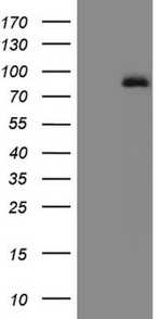 ALOX5 Antibody in Western Blot (WB)