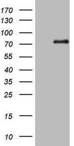 ALOX5 Antibody in Western Blot (WB)