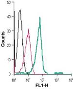 LPAR2 (EDG4) (extracellular) Polyclonal Antibody, FITC
