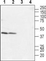 LPAR4 (P2Y9) (extracellular) Antibody in Western Blot (WB)