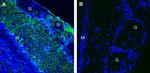 Leptin Receptor (extracellular) Antibody in Immunohistochemistry (Frozen) (IHC (F))