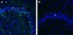 Leptin Receptor (extracellular) Antibody in Immunohistochemistry (Frozen) (IHC (F))