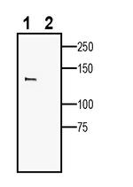 Leptin Receptor (extracellular) Antibody in Western Blot (WB)
