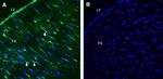 LRRC33 (extracellular) Antibody in Immunohistochemistry (Frozen) (IHC (F))